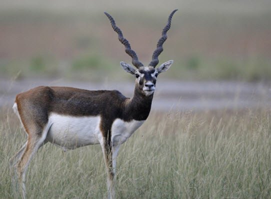 Vallanadu Black Buck Sanctuary